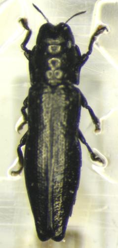 Aphanisticus sp.